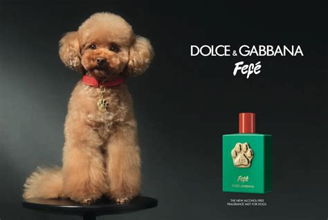 dolce & gabbana dog perfume